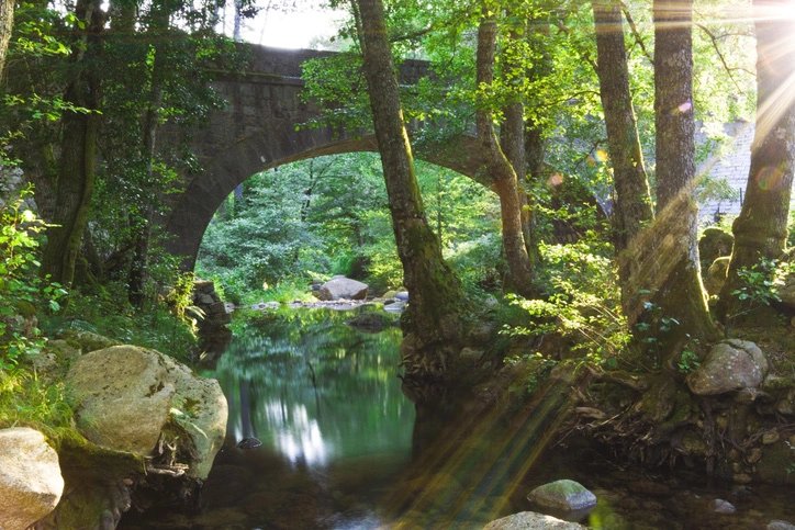 Forêt Corse