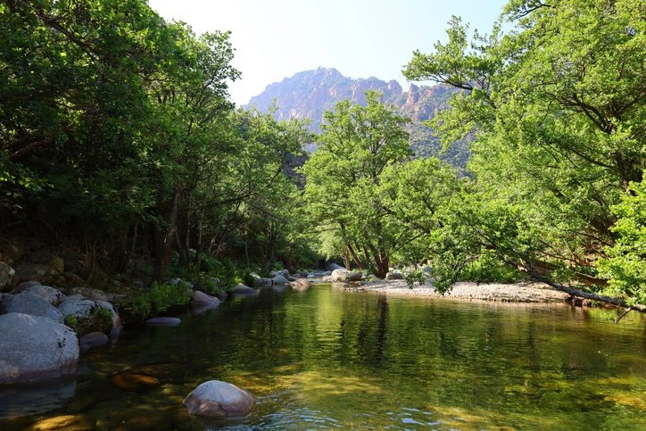 Forêt de Bonifato
