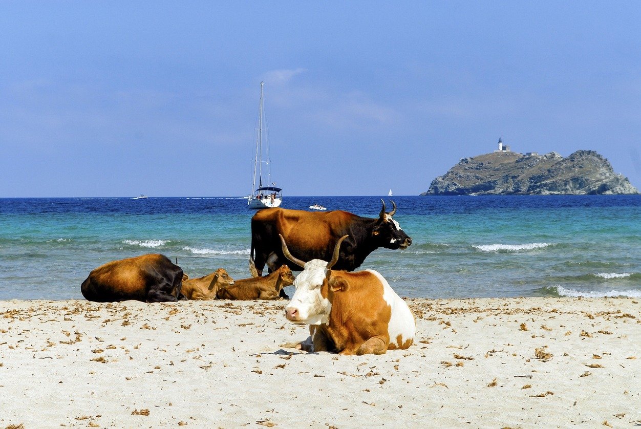 Plage de Barcaggio