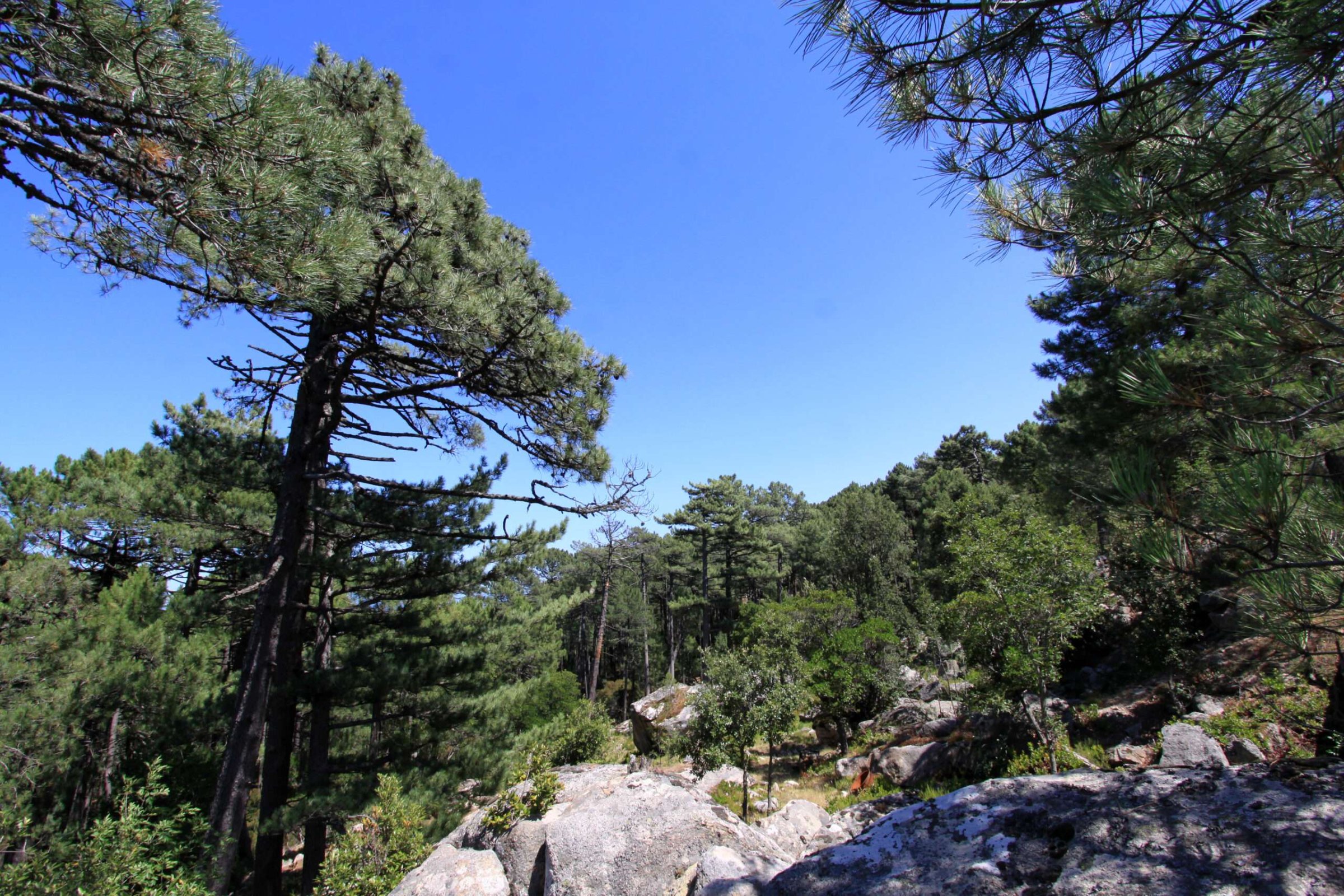 Foret de L’Ospedale
